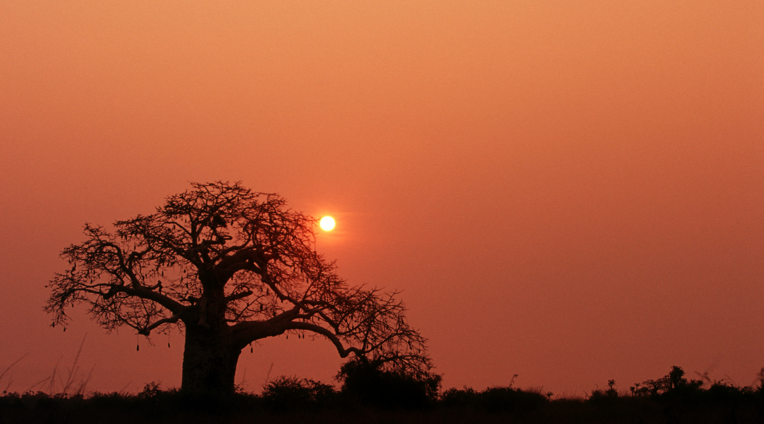 The Skin-Healing Power of Baobab