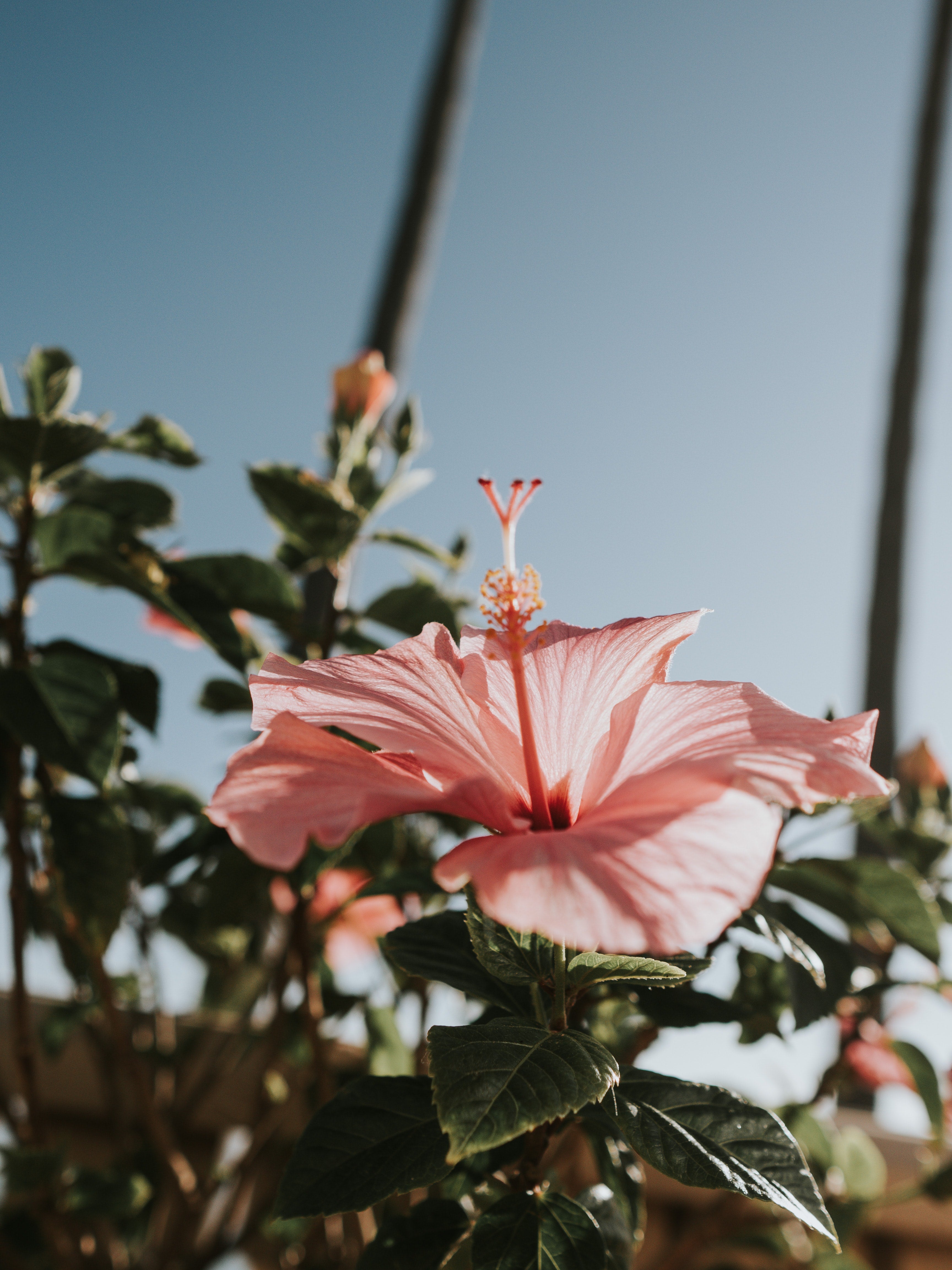 Botanical Ingredients